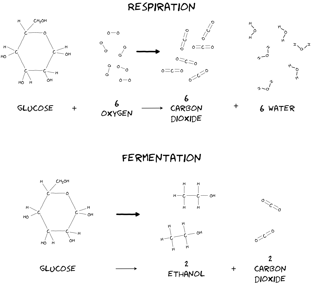 Figure showing the chemical formulae for yeast respiration and fermentation